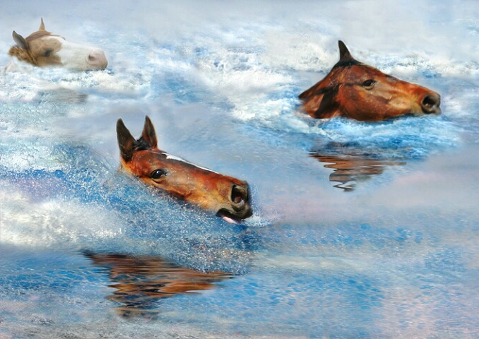swimming horses...