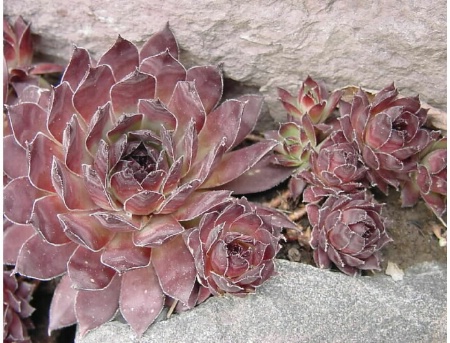 Red hen and chicks
