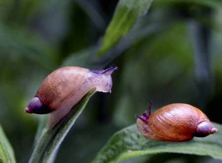 Courtship