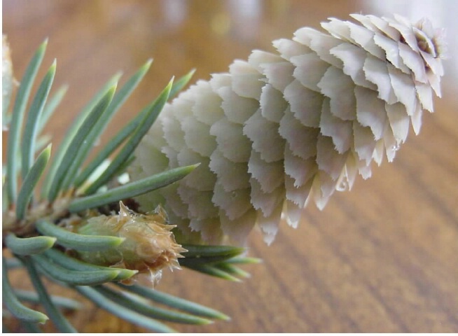 Blue spruce cone