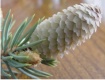Blue spruce cone