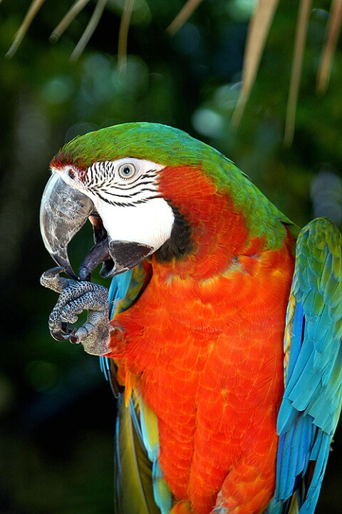 Parrot