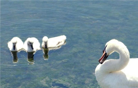 <font color = black>Swan with cygnets