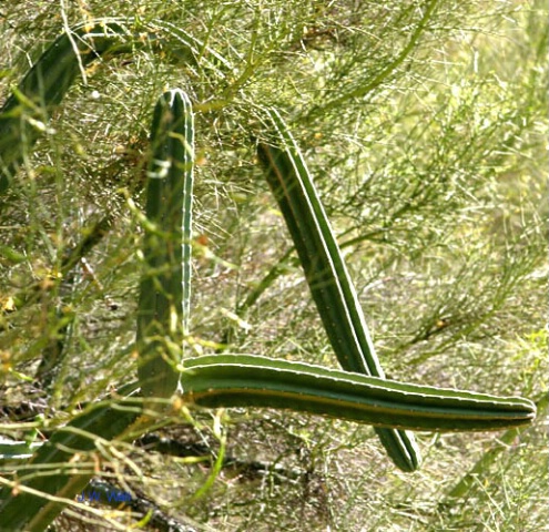 Cactus Fingers