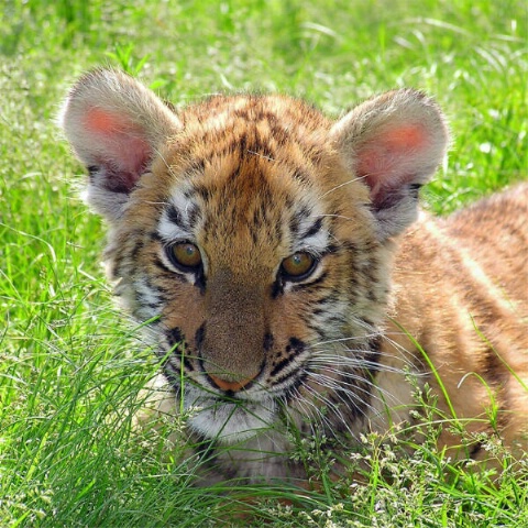 Tranquil Tiger Cub