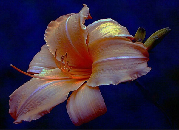 Lighter Day Lily