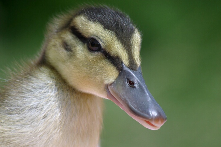 Baby Duck - ID: 127112 © Rhonda Maurer