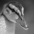 2Baby Duck - ID: 127112 © Rhonda Maurer