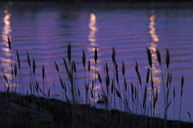 Reeds at Twilight - ID: 127362 © Sharon E. Lowe