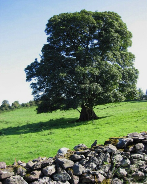 A Tree Grows in Ireland