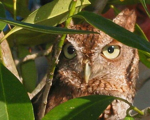 Whooo is Watching You?