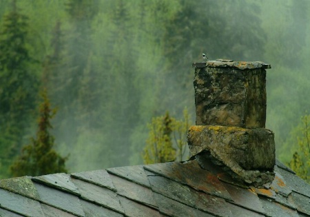 Bird on the chimney