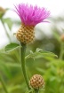 Ironweed Bloom