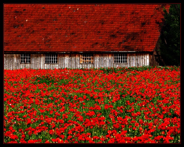 The Poppy House