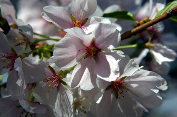 Cherry Blossoms - ID: 127668 © GARY  L. ROHRBAUGH