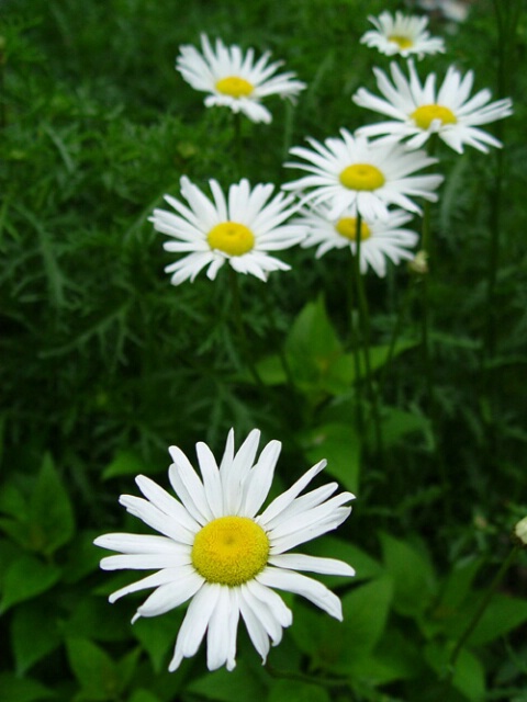 Daisies with Mr. Green Jeans