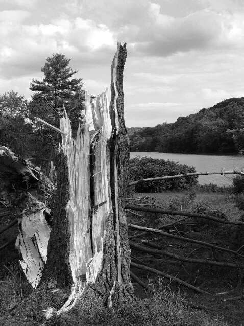 Blasted, After the Storm - ID: 128651 © John W. Davis