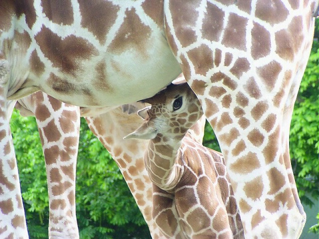 Drinking Baby