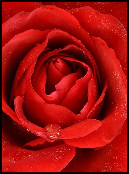 Rose Petals
