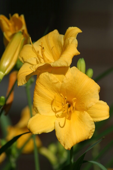 Daylilies Today - ID: 129099 © Rhonda Maurer