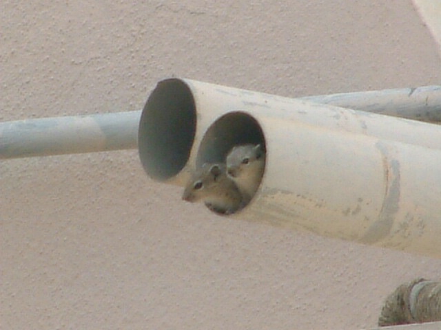 Baby Squirrels in their home