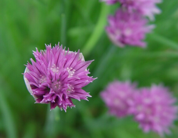 Chive Blooms