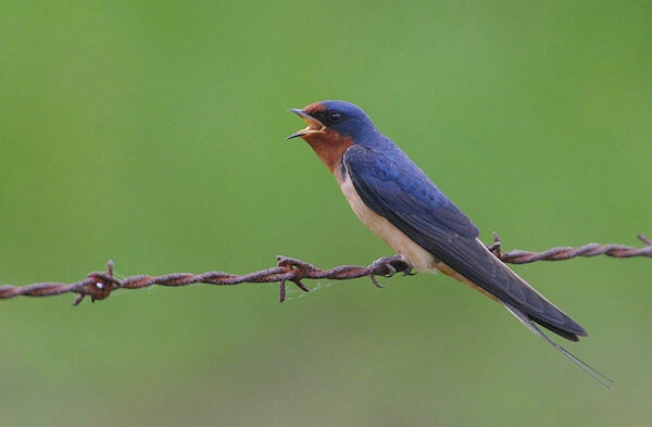 Singing Barn Swallow