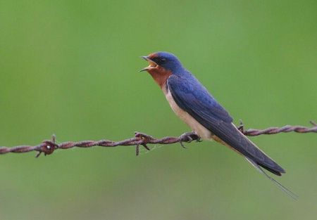 Singing Barn Swallow