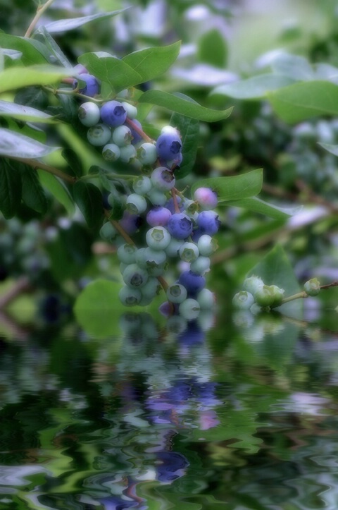 Fresh Blueberries - ID: 129689 © Rhonda Maurer