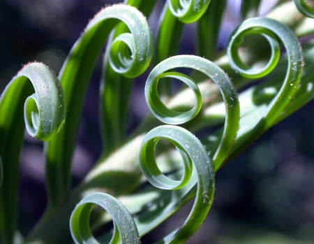 Natural Curls