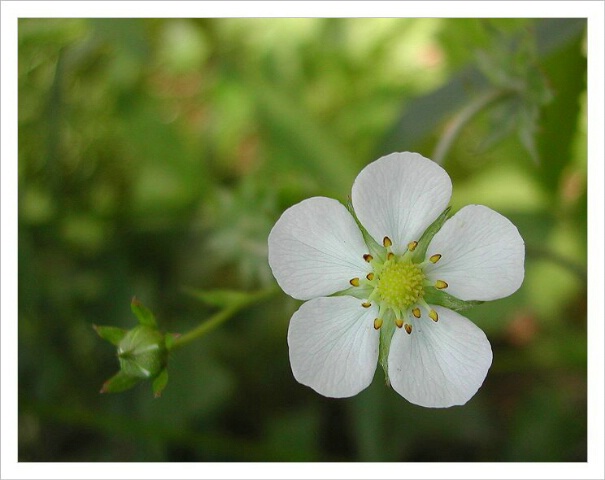 Wild straberryflower