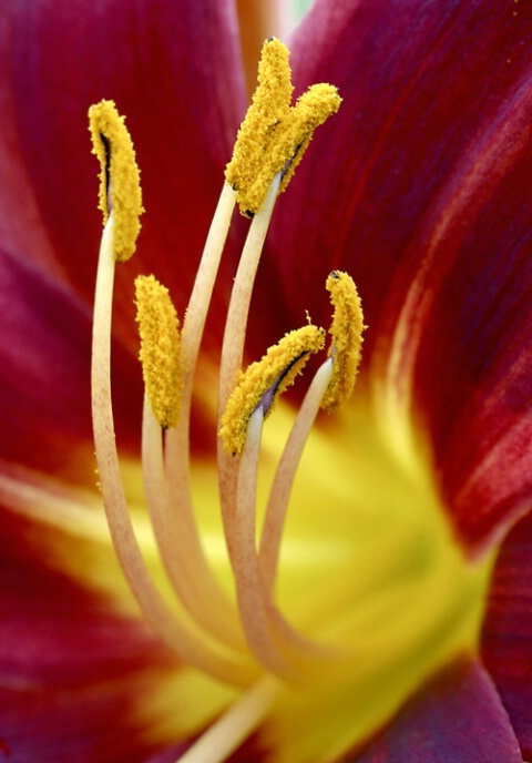Day Lily Detail