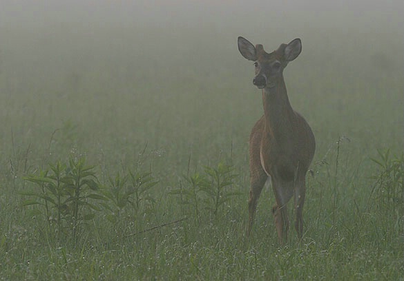 Early Morning Fog-Whitetail Buck