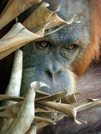Young Orangutan