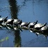 © GARY  L. ROHRBAUGH PhotoID# 132216: Turtles in a Row