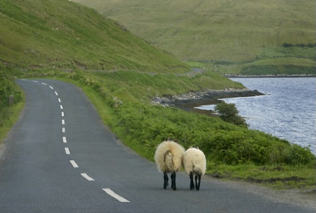 Sheep Go For a Walk