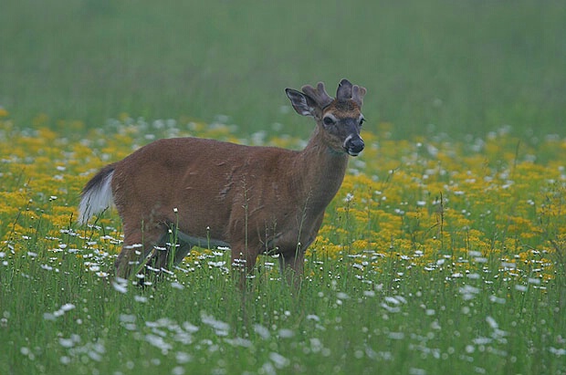 Whitetail Buck in Spring