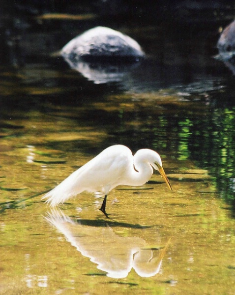 Reflecting Egret - ID: 133030 © Sharon E. Lowe