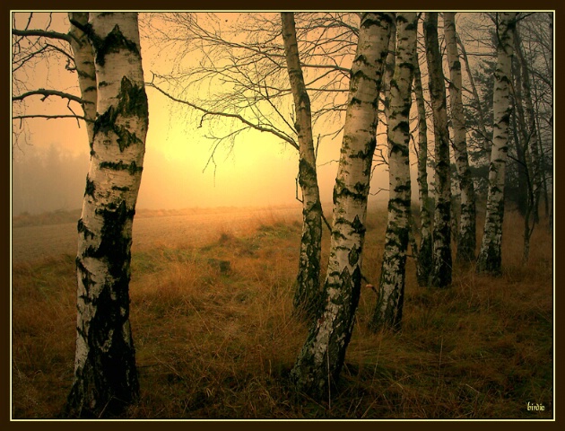 Dreaming birches