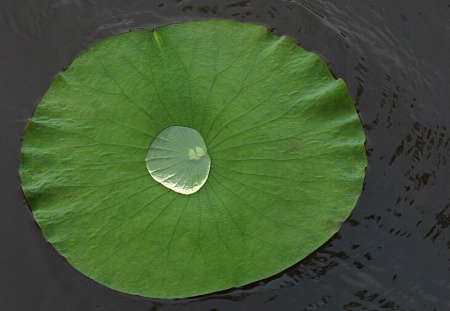 Uncertain Lilly Pad