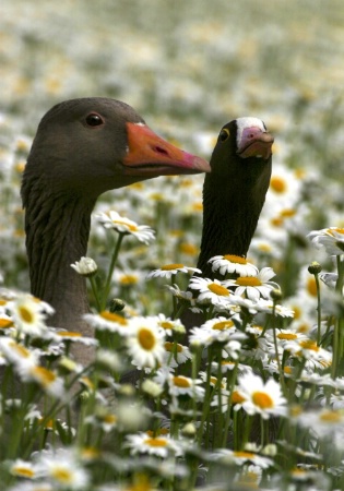 a field flower