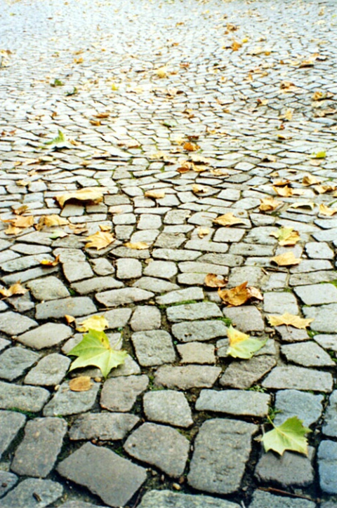 Autumn in Greenwich