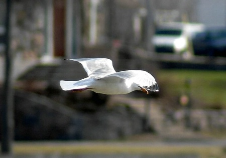 Bird in Flight