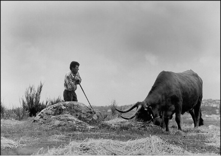 The shepherd