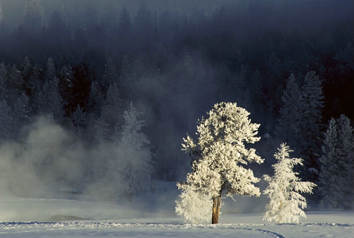 Cold Morning, Yellowstone NP, Wyoming