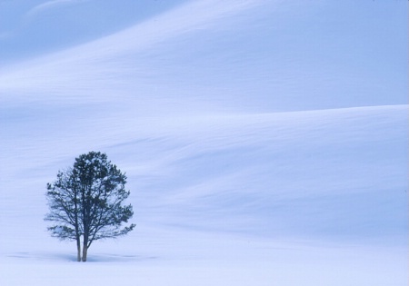 Lone Tree in Winter