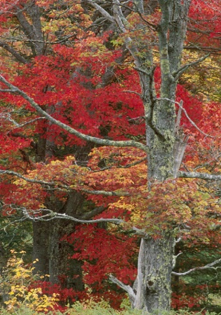 Autumn Maples
