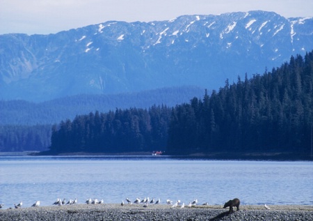Grizzly and Gulls, Alaska