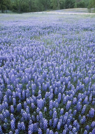 Field of Lupines, California