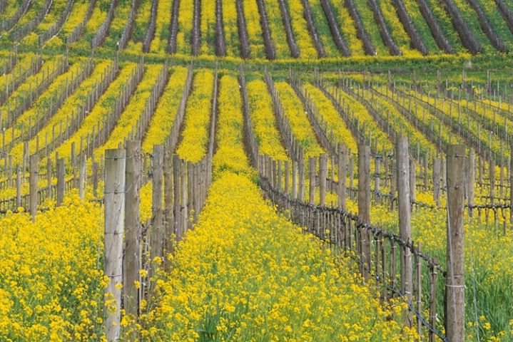Mustard Season in Wine Country
